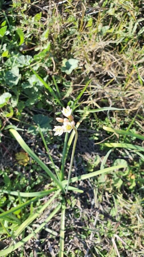 Nothoscordum 8