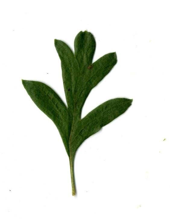 Azzarola 29