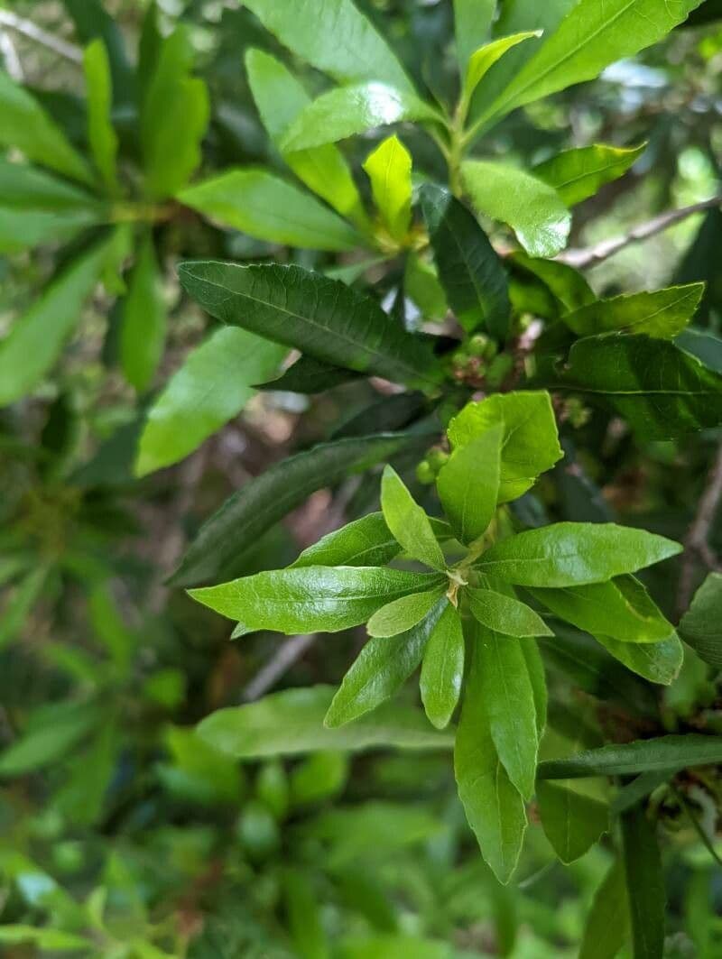 Pacific waxmyrtle 8