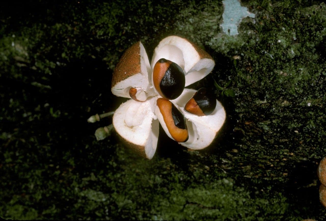 Dysoxylum 3