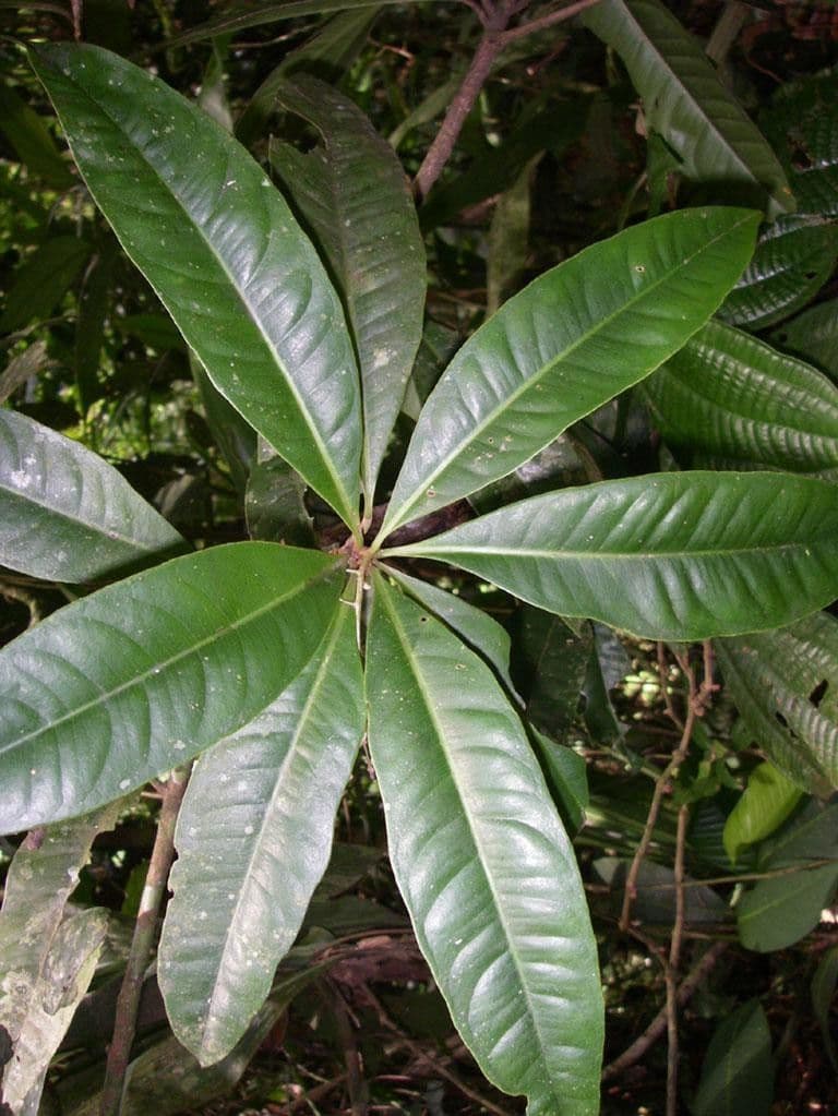 Hymenandra 11