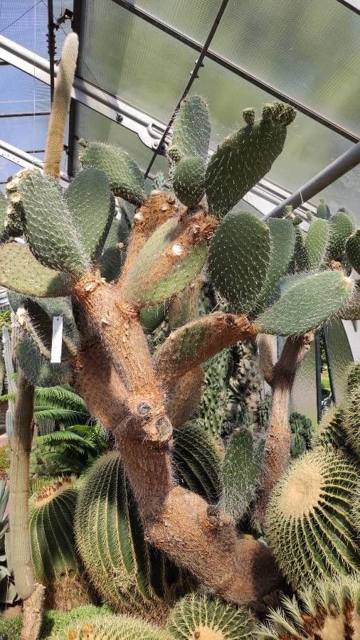 Opuntia pilifera 4