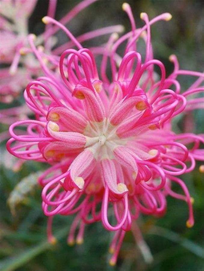 Grevillea 10