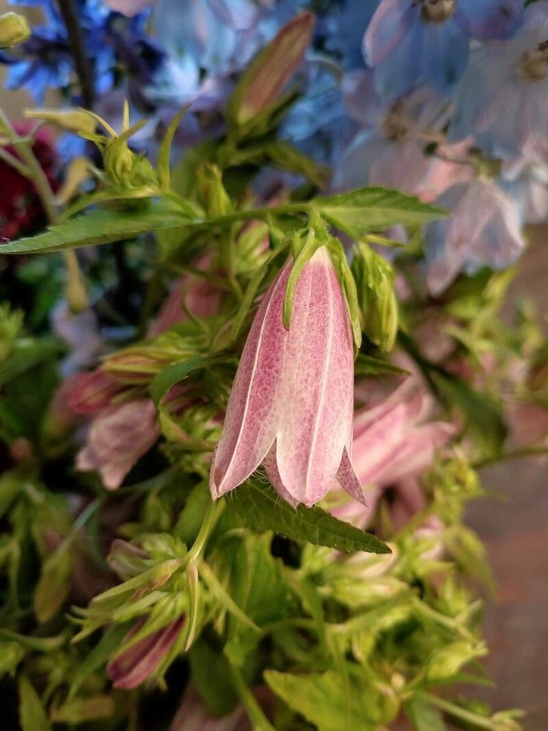 Campanula puntata 2