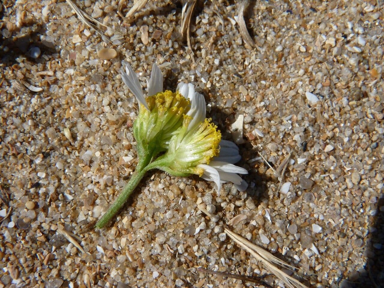 Camomilla marittima 7