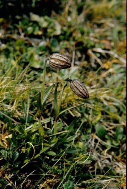 Silene uralensis 10