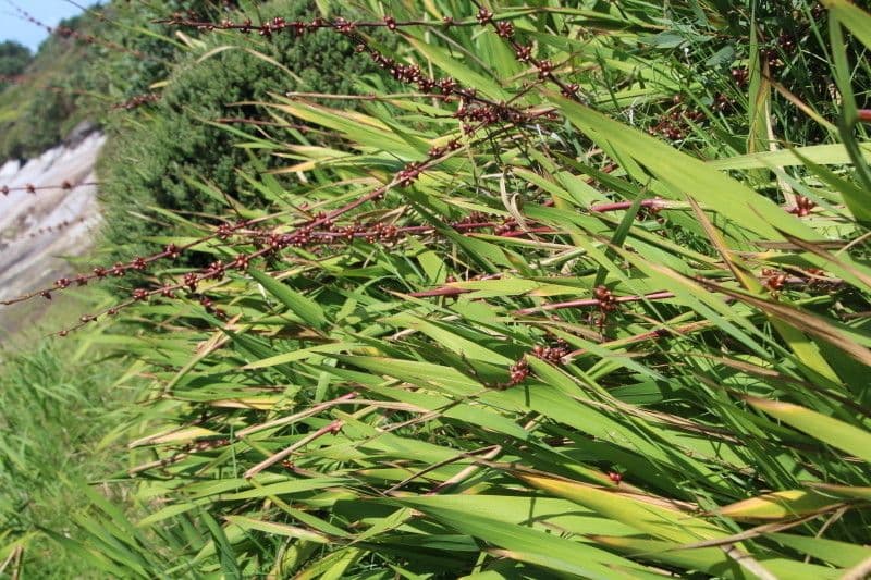 Watsonia meriana 13