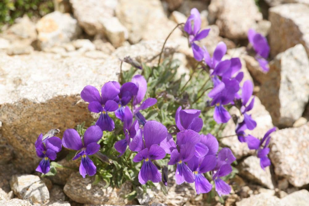 Viola 10