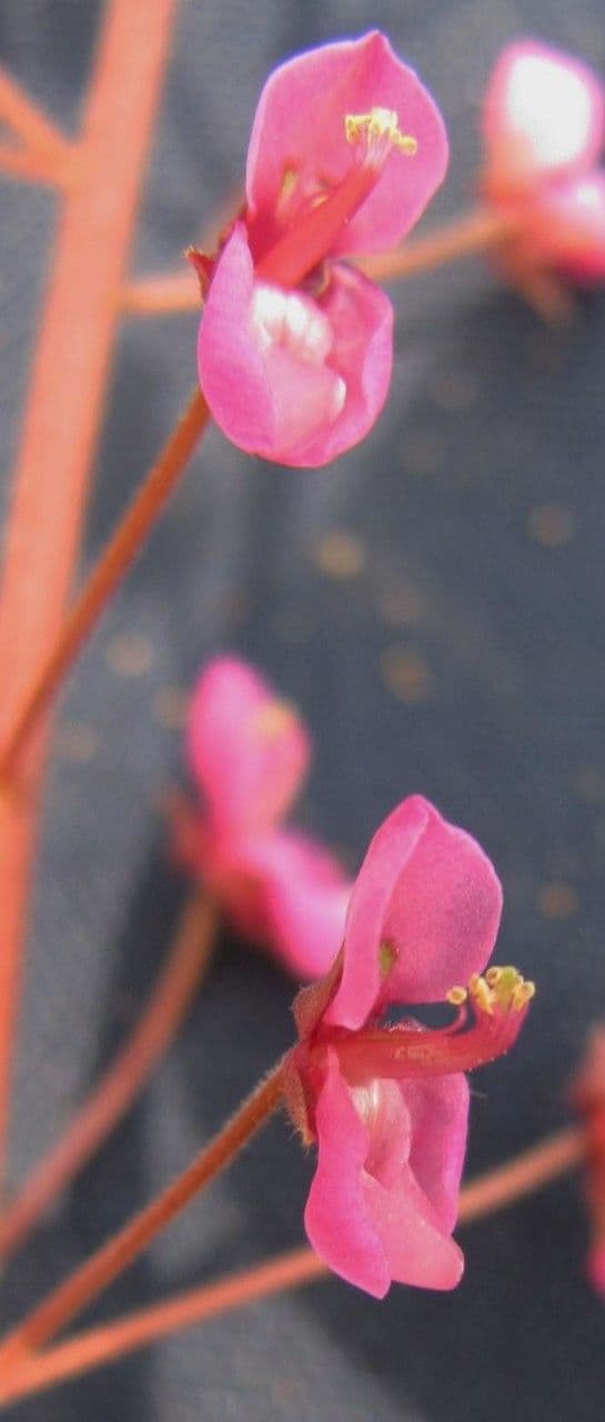 Desmodium 4