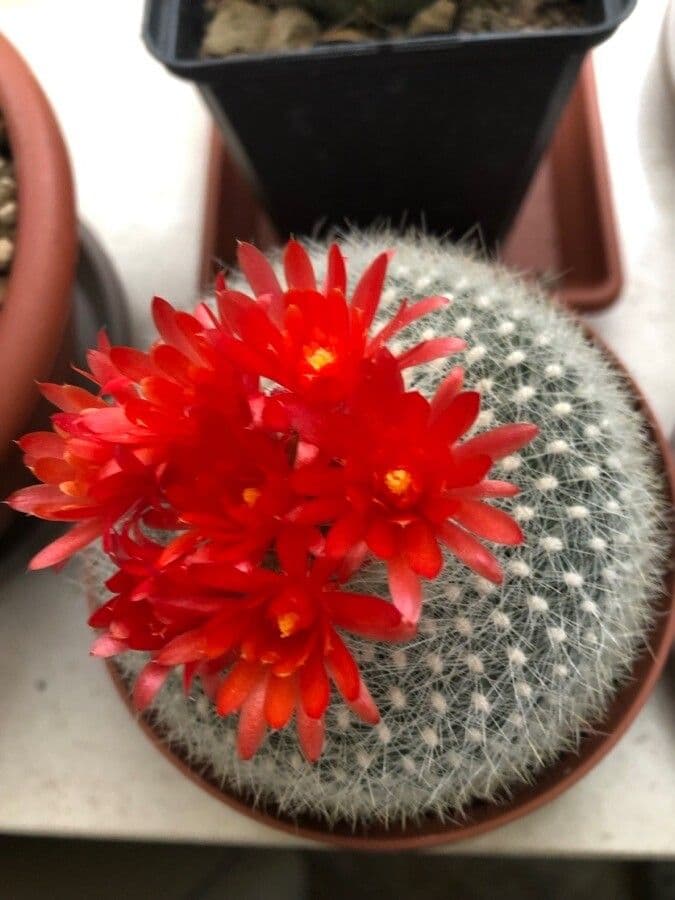 Cactus Palla Scarlatta 7
