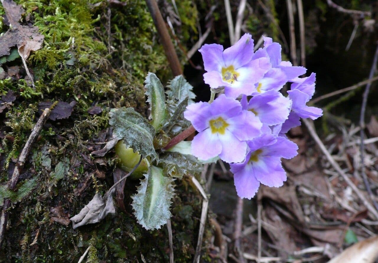 Primula 3
