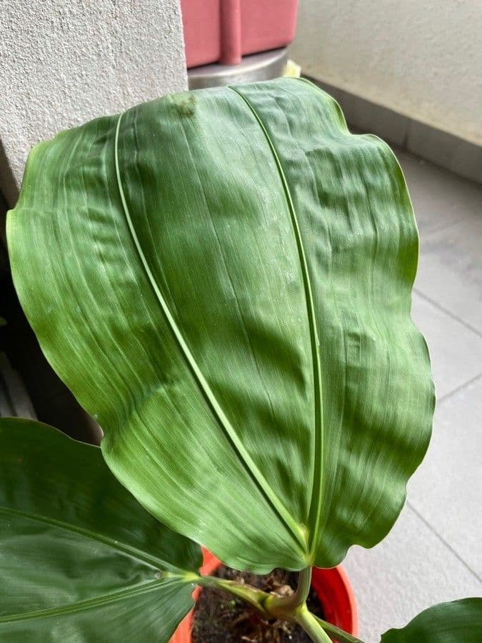 Cyclanthus 16