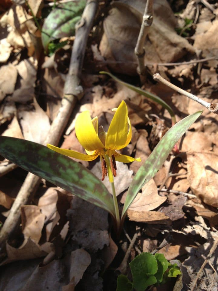 Érythrone d'Amérique 11