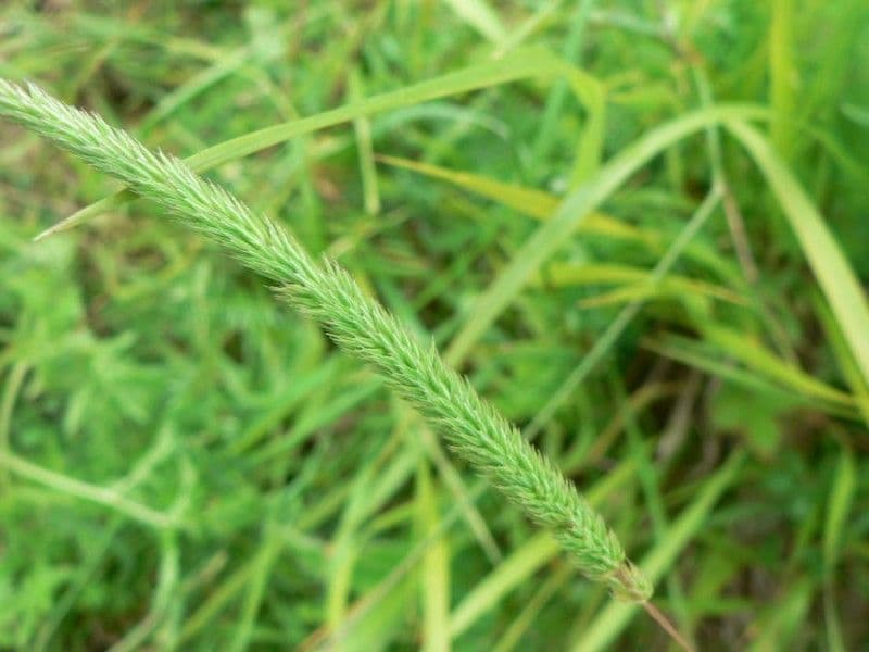Codolina nuda 4