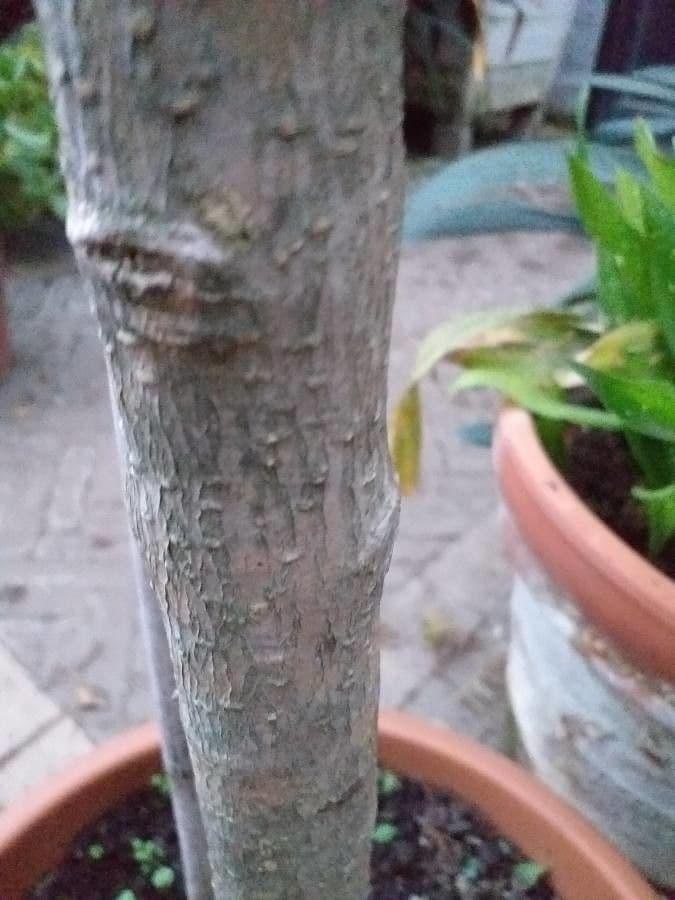 Privet 5