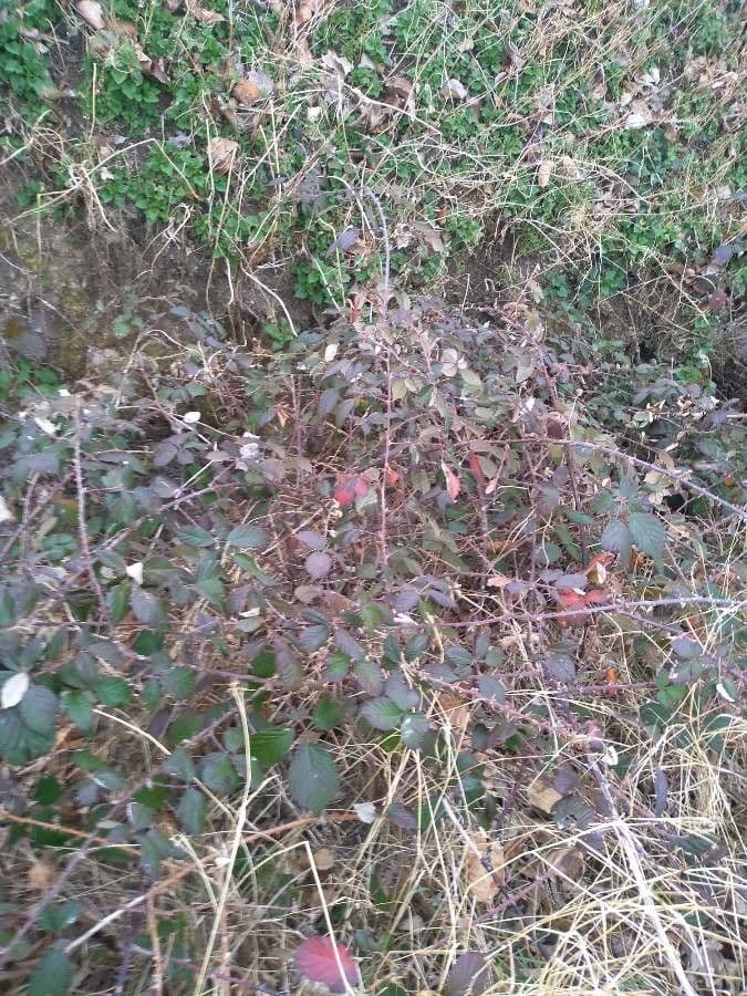 Gefurchte Brombeere 11