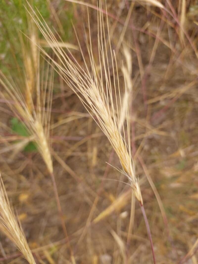 Segale selvatica