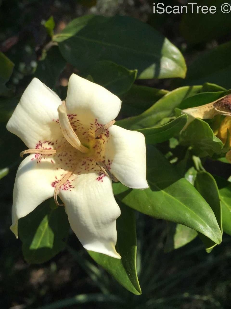 Gardenia del Capo 6