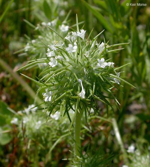 Needleleaf navarretia 5