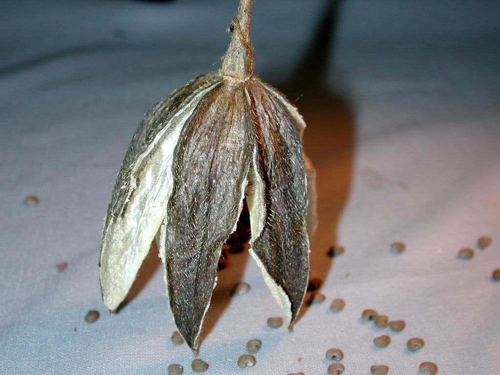 Moschus-Eibisch 26