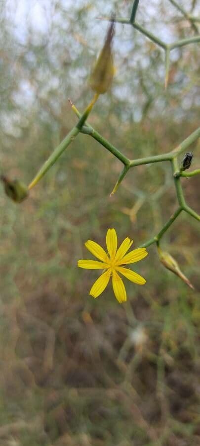 Launaea arborea 6