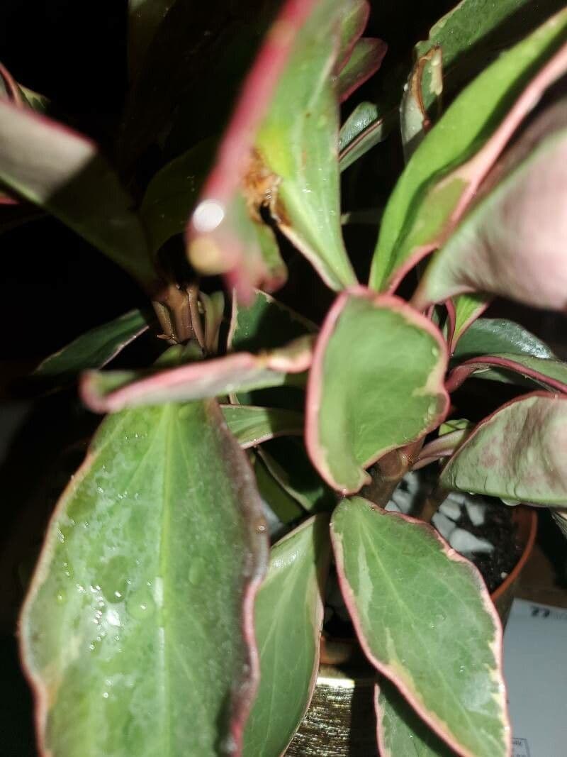 Peperomia 8