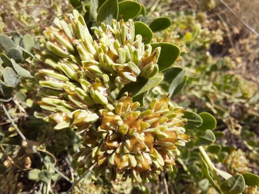 Telephium imperati