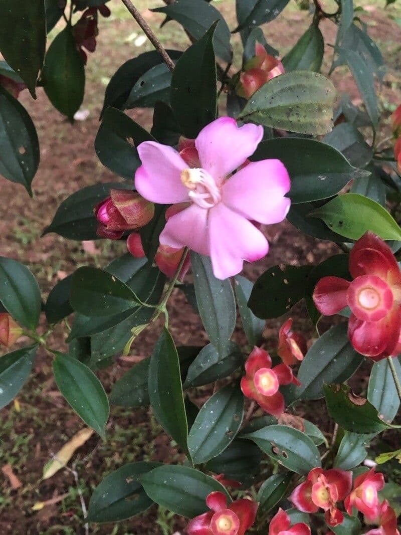Blakea litoralis 2