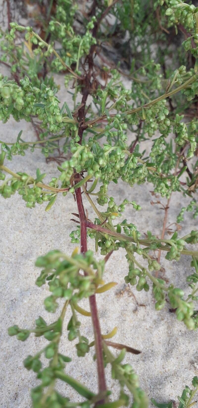 Field sagewort 25