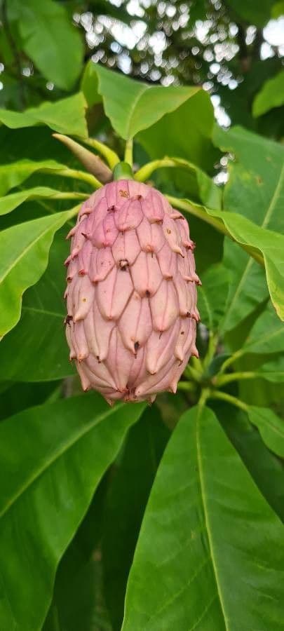 Magnolia a ombrello 10