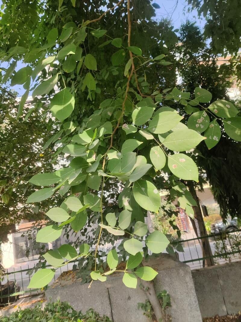 Cladrastis kentukea 17