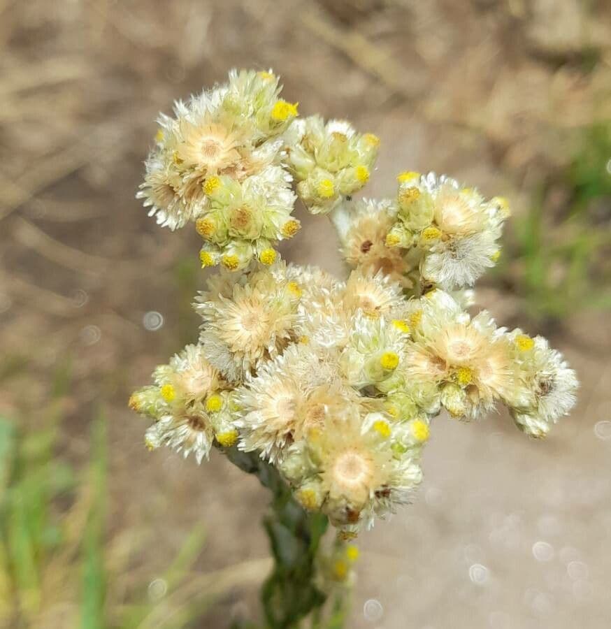 Pseudognaphalium gaudichaudianum 5