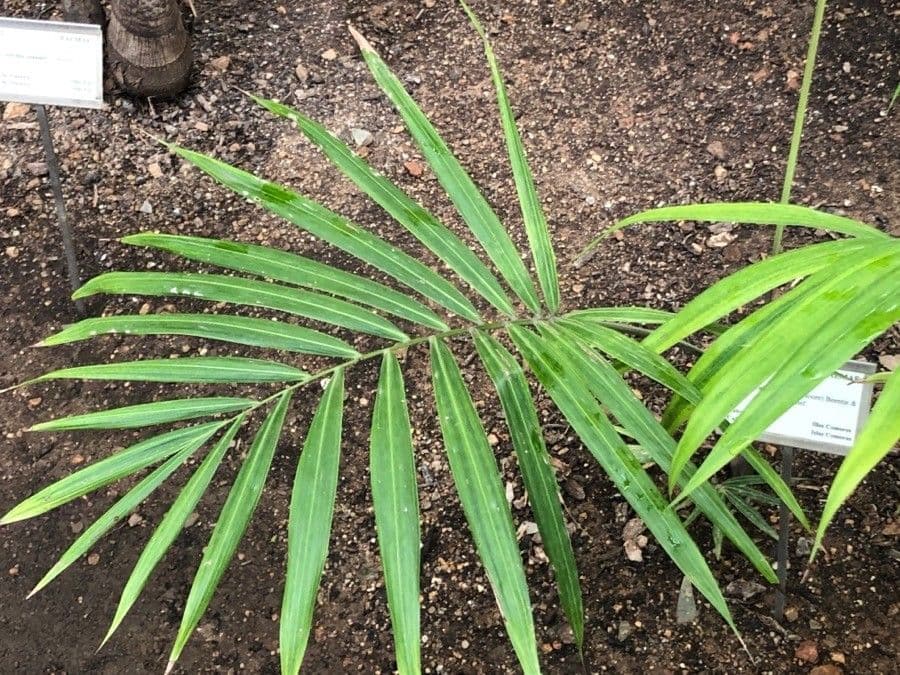 Cabada-Palme
