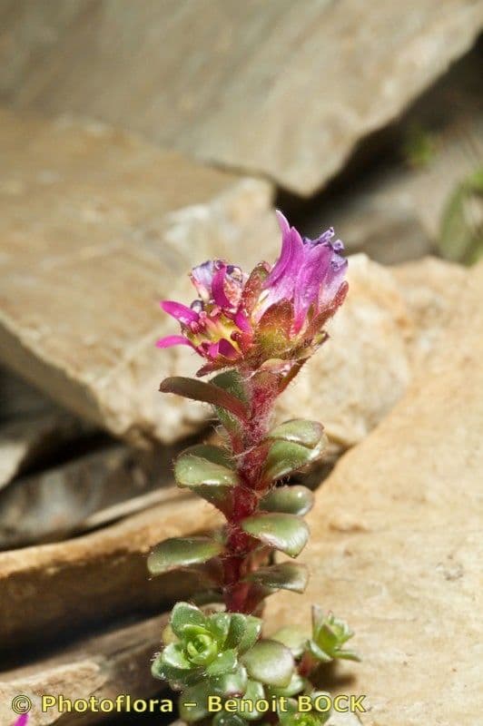 Sassifraga biflora 19