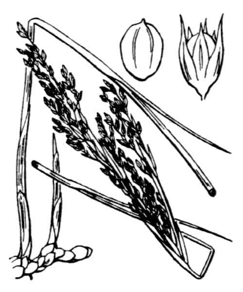 Jonc subulé 13