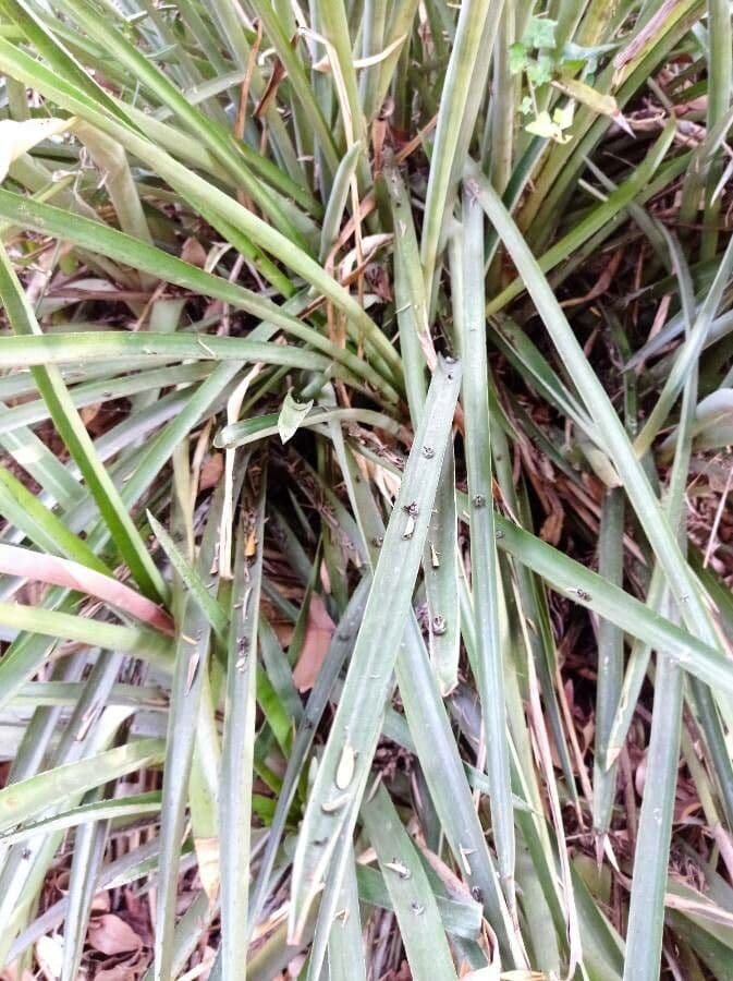 Aechmea 15