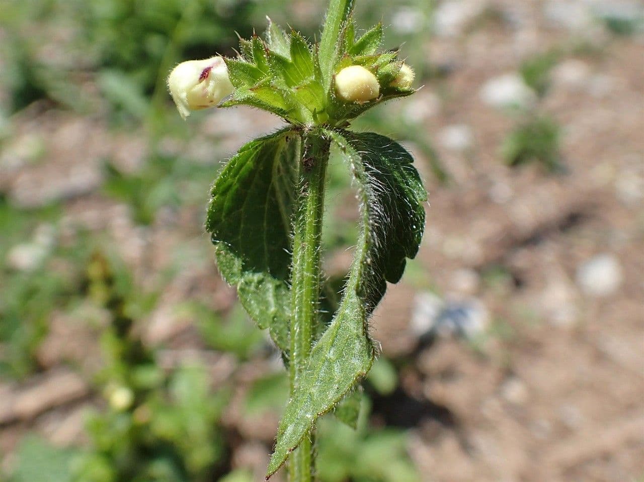 Stregona gialla