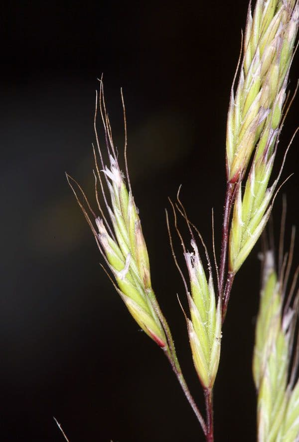 Festuca occidentale 2