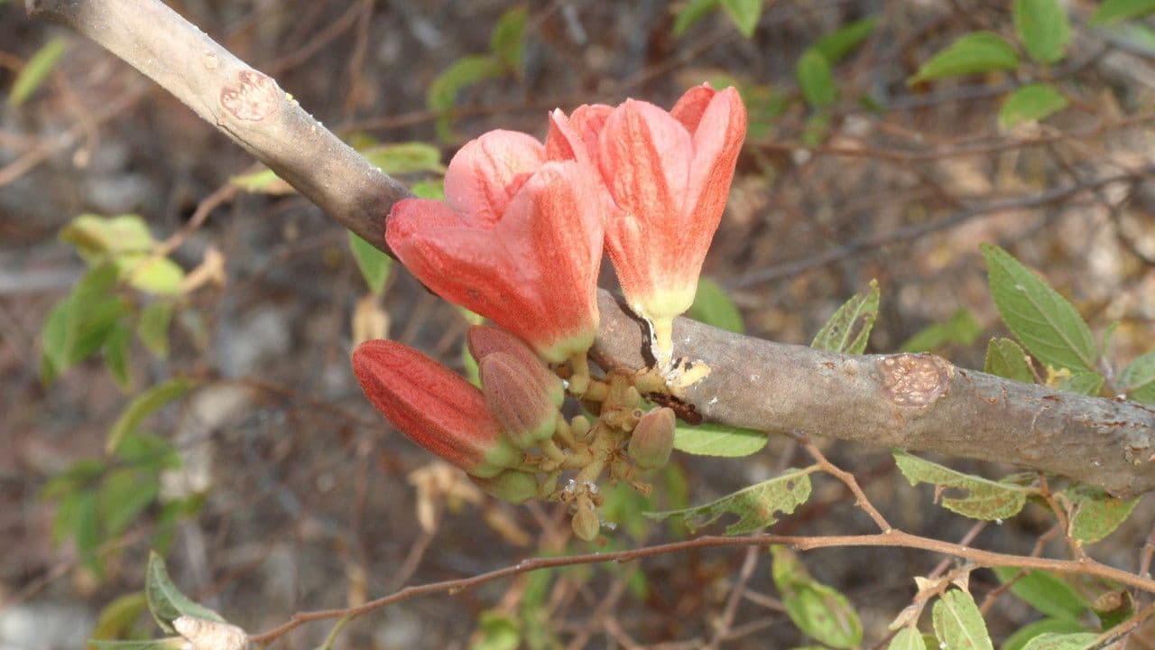 Brachychiton megaphyllus