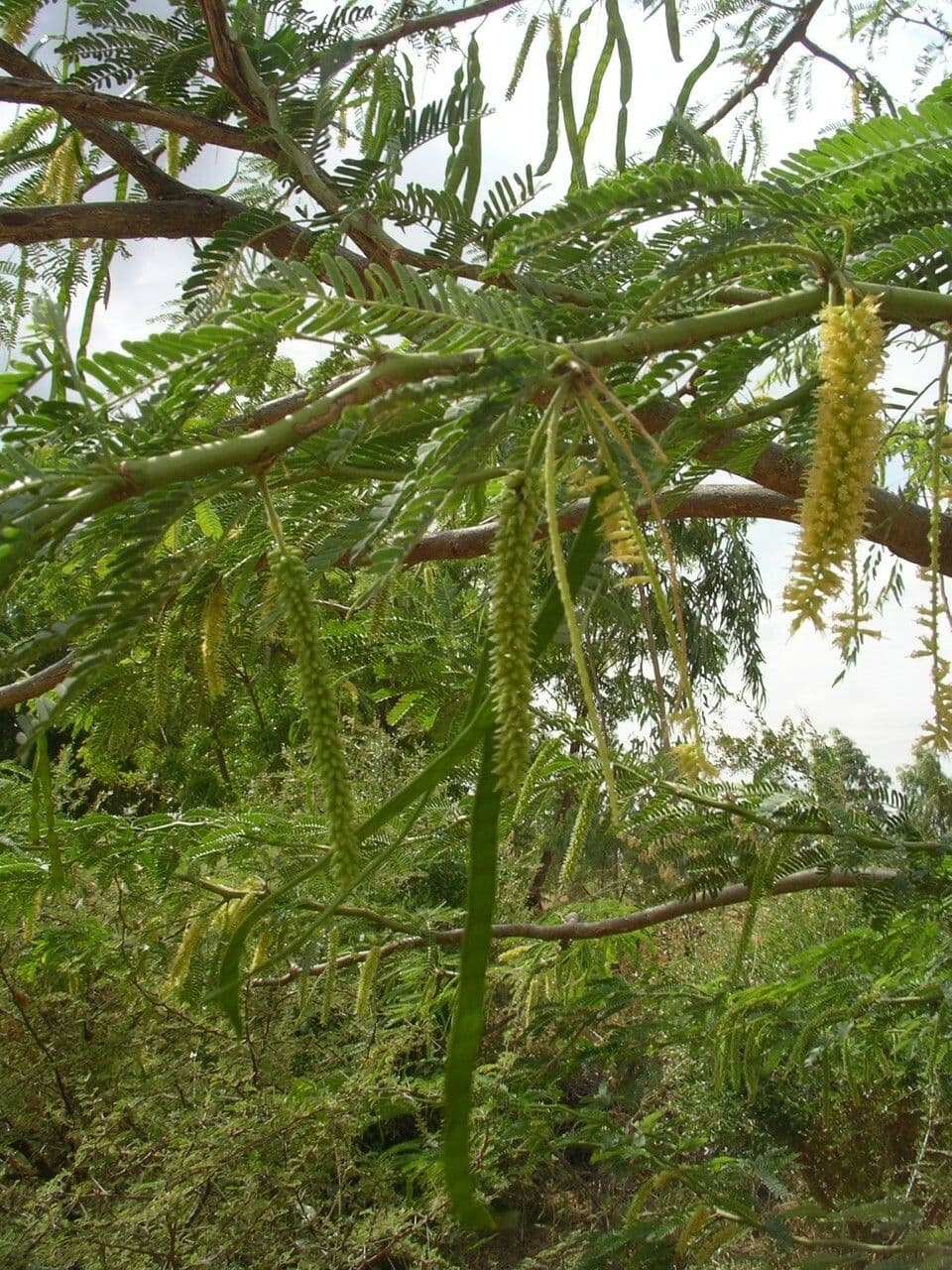 Prosopis africana 11