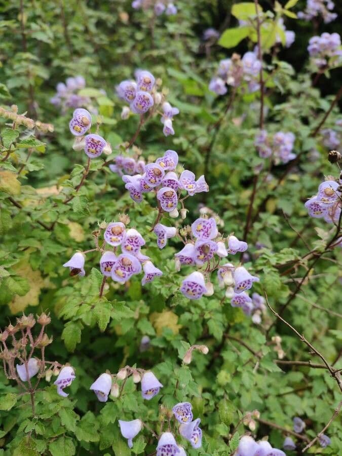 Jovellana viola 5