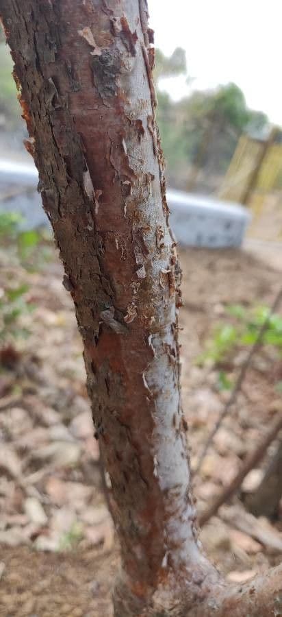 Dillenia indica 22