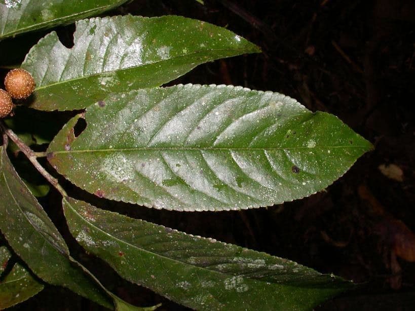 Casearia corymbosa 9