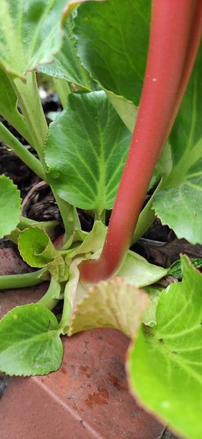 Bergenia cordifolia 22