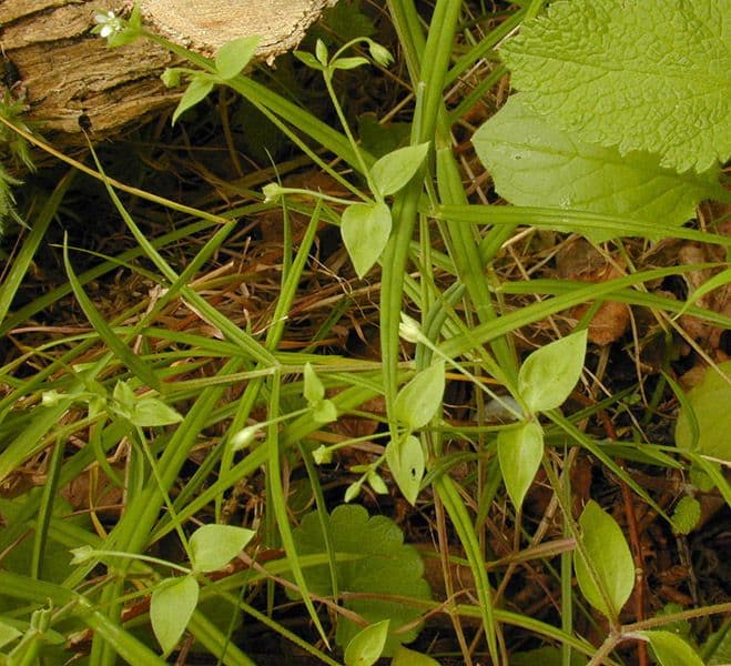 Moehringia a tre nervi 22