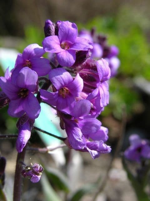 Phoenicaulis 7