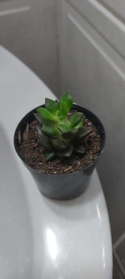 Anacampseros 12