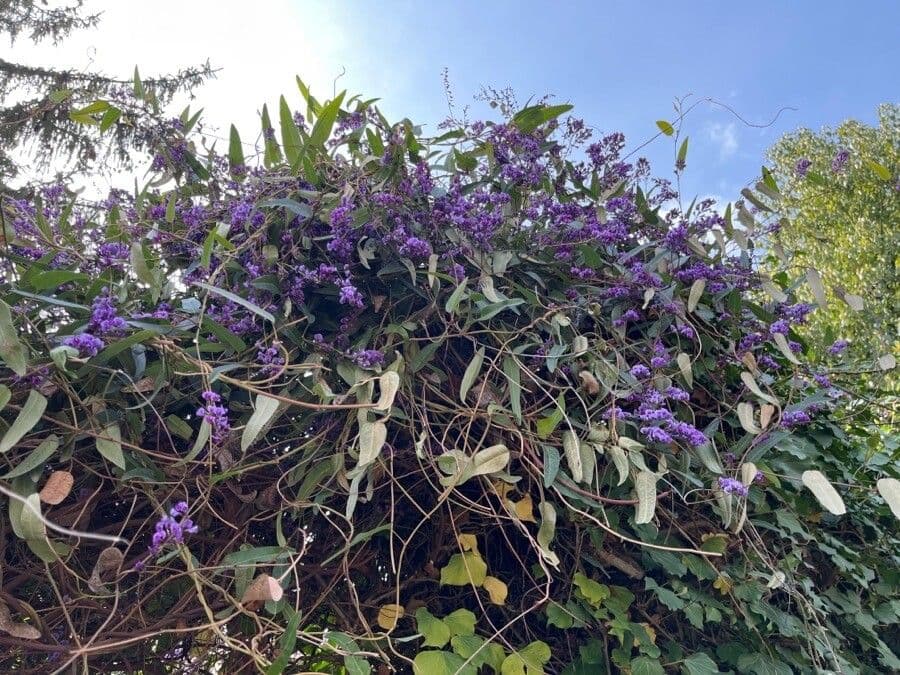Hardenbergie 8