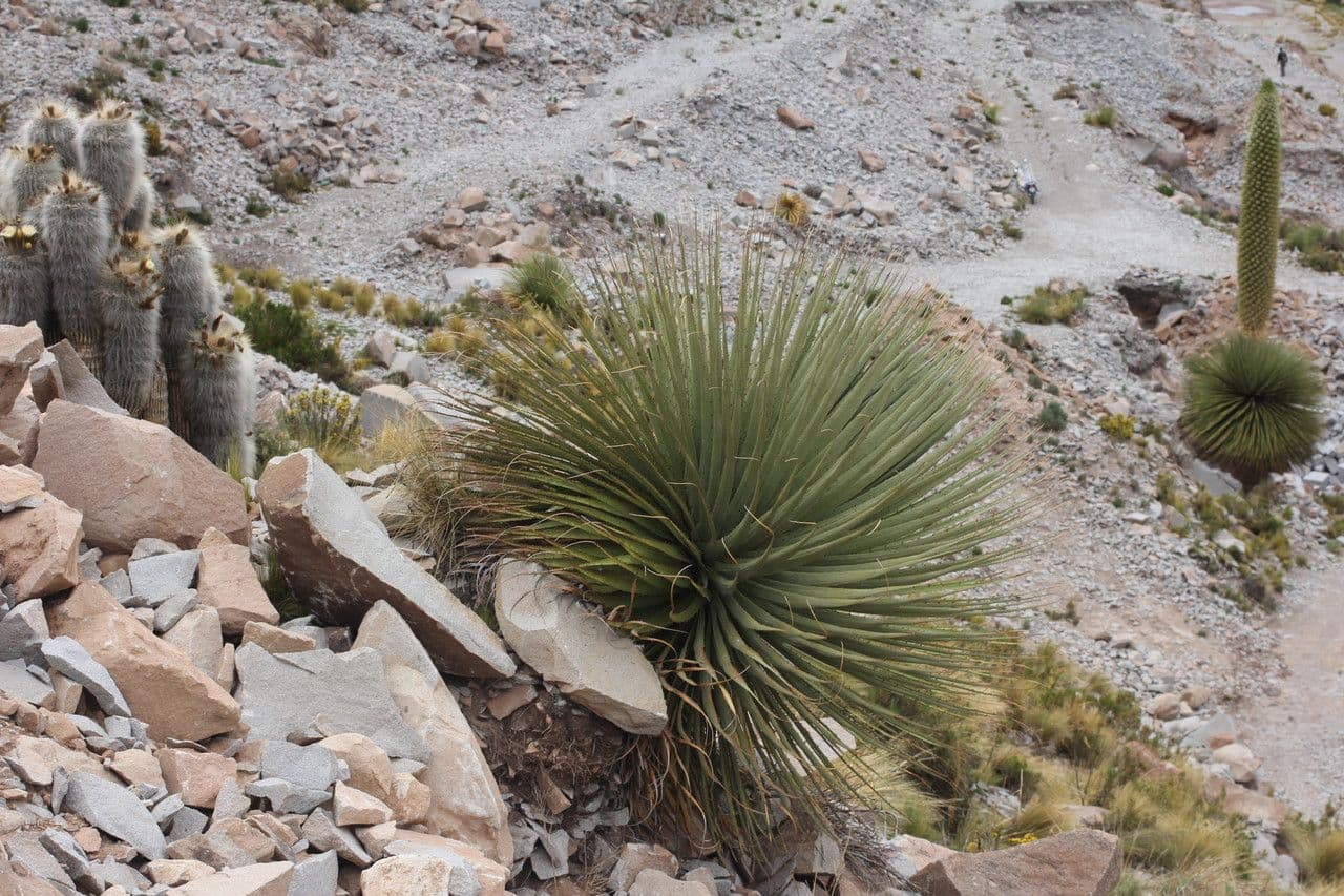 Puya raimondii 10