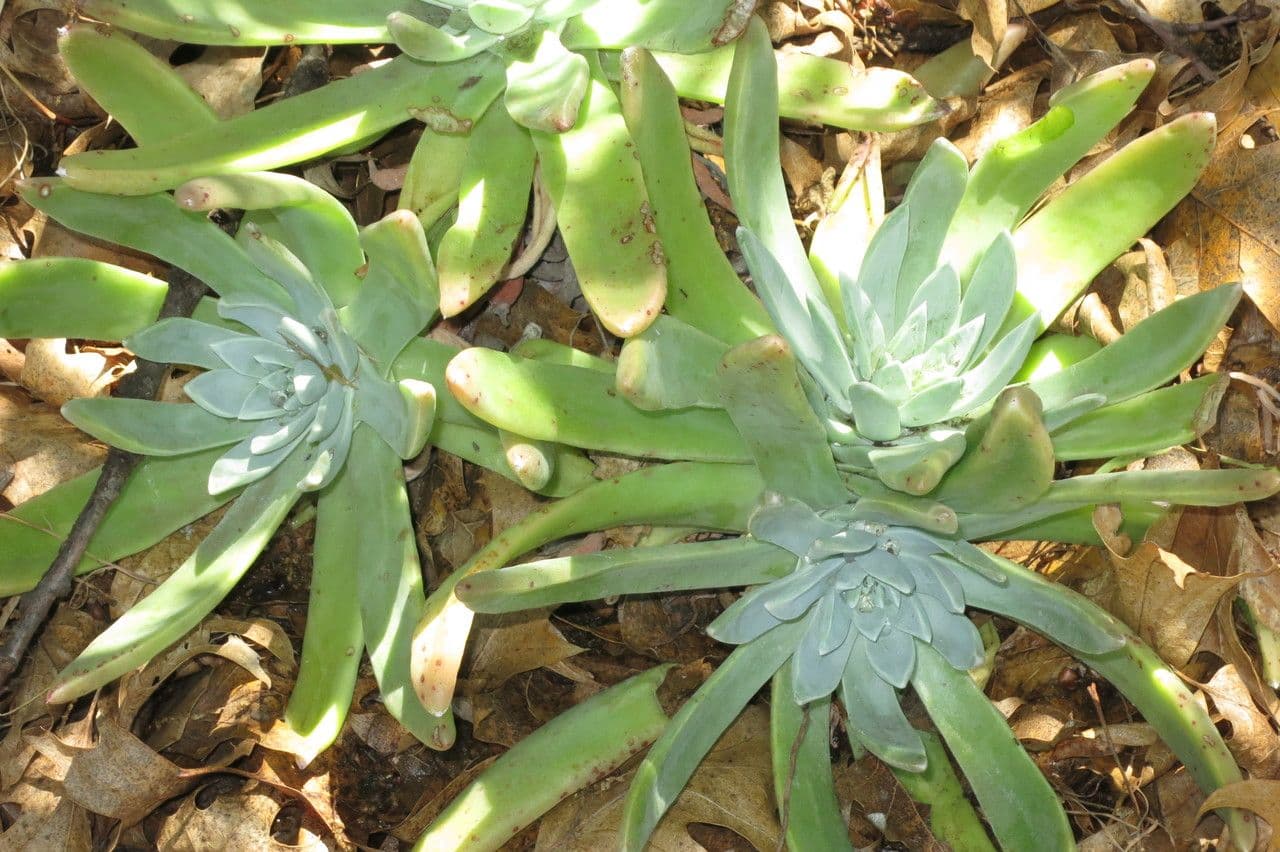 Dudleya costera 4
